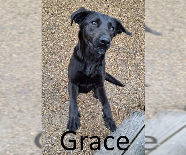 Medium Photo #1 Labrador Retriever-Unknown Mix Puppy For Sale in Mountain View, AR, USA