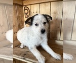 Small Photo #11 Australian Shepherd Puppy For Sale in CHESTERFIELD, MI, USA
