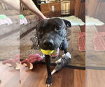 Small #5 American Pit Bull Terrier-Staffordshire Bull Terrier Mix