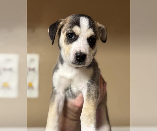 Medium Photo #2 Siberian Husky-Unknown Mix Puppy For Sale in Matawan, NJ, USA