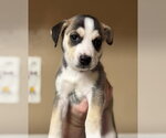 Small #1 Siberian Husky Mix