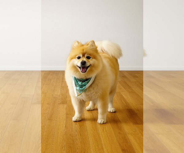 Medium Photo #1 Pomeranian-Samoyed Mix Puppy For Sale in Temecula, CA, USA