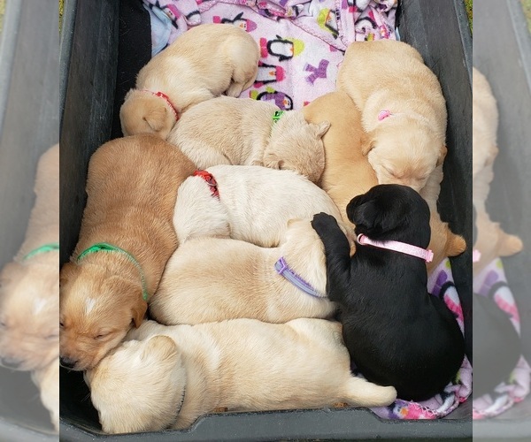 Medium Photo #5 Labrador Retriever Puppy For Sale in OLYMPIA, WA, USA