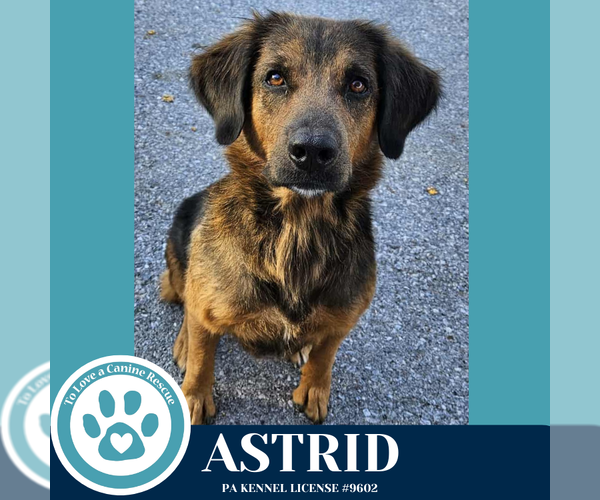 Medium Photo #4 Golden Retriever-Unknown Mix Puppy For Sale in Kimberton, PA, USA