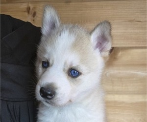 Siberian Husky Puppy for sale in FORT PLAIN, NY, USA