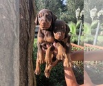 Litter of 9 - Male(s) and Female(s) Doberman PinscherLitter of Puppies for Sale - Photo #5
