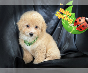 Maltipoo Puppy for sale in SAN FRANCISCO, CA, USA