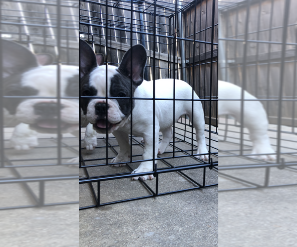 Medium Photo #3 French Bulldog Puppy For Sale in FORT WORTH, TX, USA