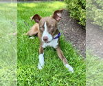 Small #14 American Pit Bull Terrier Mix