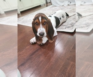 Basset Hound Puppy for sale in HOWELL, NJ, USA