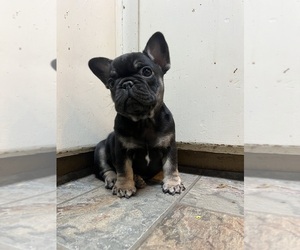 French Bulldog Puppy for sale in WINSTON SALEM, NC, USA