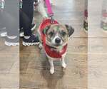 Small #3 Jack Russell Terrier-Spaniel Mix