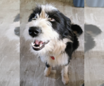 Small #3 Mutt