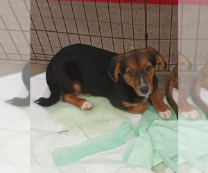 Mutt Dogs for adoption in Cranston, RI, USA