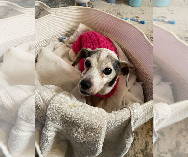 Medium Photo #3 Rat Terrier Puppy For Sale in Minneapolis, MN, USA