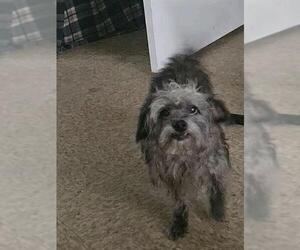 Mutt Dogs for adoption in San Antonio, TX, USA