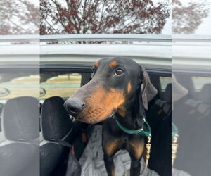 Doberman Pinscher Dogs for adoption in Bullard, TX, USA