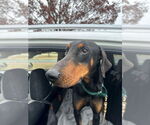 Small Doberman Pinscher