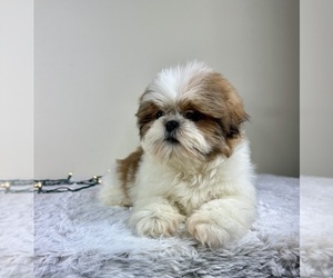 Shih Tzu Puppy for sale in GREENFIELD, IN, USA