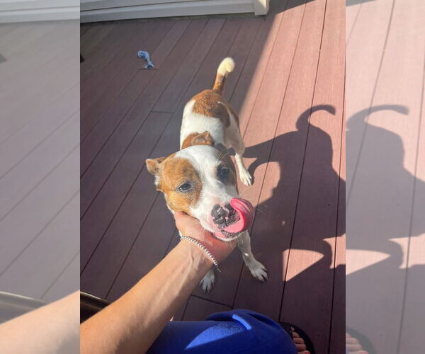 Medium Photo #4 Mutt Puppy For Sale in Woodbury, NY, USA