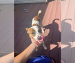 Small #3 Mutt