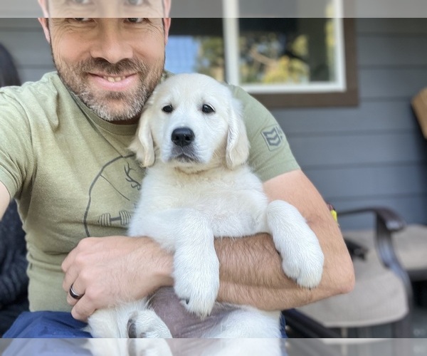Medium Photo #3 English Cream Golden Retriever Puppy For Sale in WHITE SALMON, WA, USA