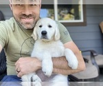 Small #2 English Cream Golden Retriever