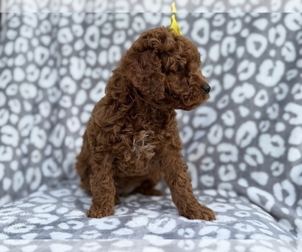 Medium Photo #8 Cock-A-Poo Puppy For Sale in LAKELAND, FL, USA