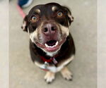 Small #7 Dachshund Mix
