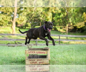 Plato - Male Mutt Dog for Adoption - Photo #2