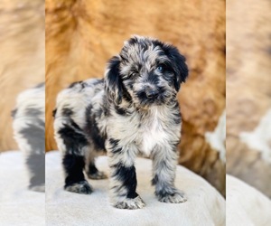 F2 Aussiedoodle Puppy for sale in WESLEY CHAPEL, FL, USA