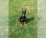 Small Photo #1 German Pinscher Puppy For Sale in CORONA, CA, USA