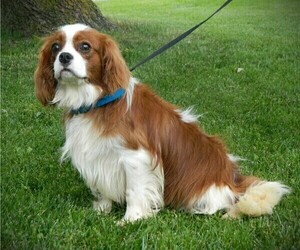 Father of the Cavalier King Charles Spaniel puppies born on 03/12/2025