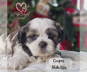 Shih Tzu Puppy for Sale in ELMHURST, Illinois USA