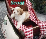 Puppy Scout Havanese