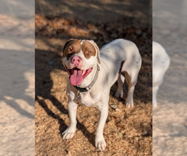 Medium Photo #1 Mutt Puppy For Sale in Sacramento, CA, USA