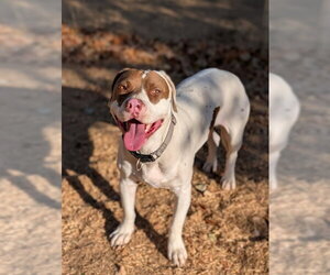 Mutt Dogs for adoption in Sacramento, CA, USA