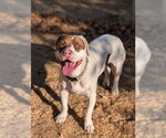TEDDY - Female Mutt Dog for Adoption - Small photo