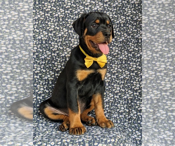 Medium Photo #4 Rottweiler Puppy For Sale in CHRISTIANA, PA, USA