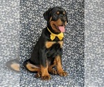 Small Photo #4 Rottweiler Puppy For Sale in CHRISTIANA, PA, USA