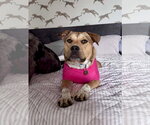 Small Photo #11 American Pit Bull Terrier-Unknown Mix Puppy For Sale in Germantown, OH, USA