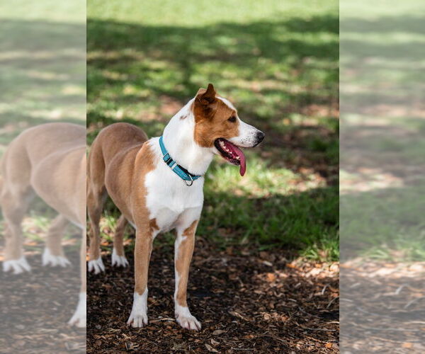 Medium Photo #2 Mutt Puppy For Sale in Oakland Park , FL, USA