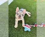 Small #5 French Bulldog