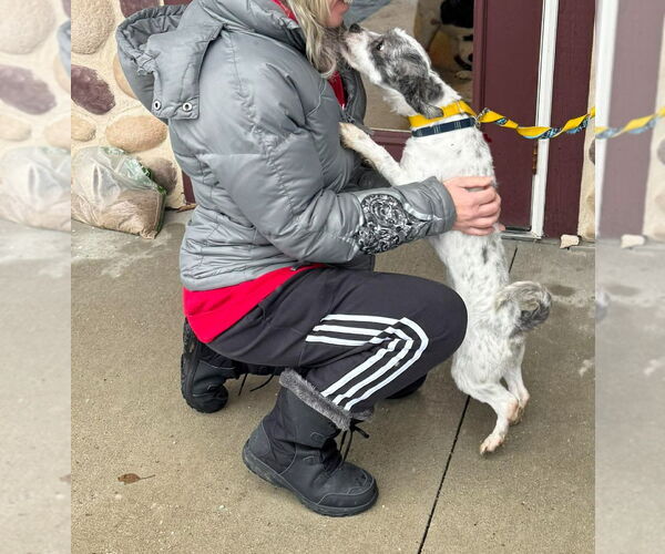 Medium Photo #5 Shih Apso Puppy For Sale in Grafton, WI, USA
