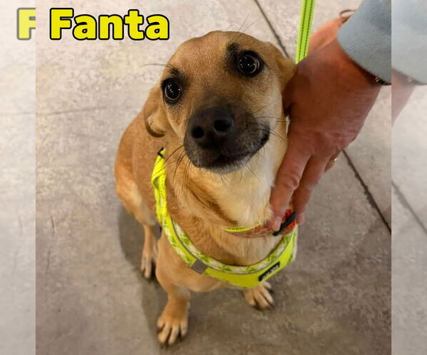 Medium Photo #16 Dachshund-Unknown Mix Puppy For Sale in San Antonio, TX, USA