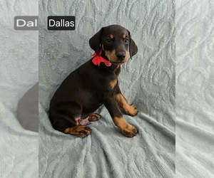 Doberman Pinscher Puppy for sale in POMEROY, OH, USA