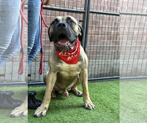 Mastiff Dogs for adoption in Goodyear, AZ, USA