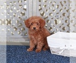 Small #3 Poodle (Miniature)