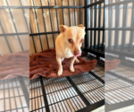 Small Chihuahua Mix