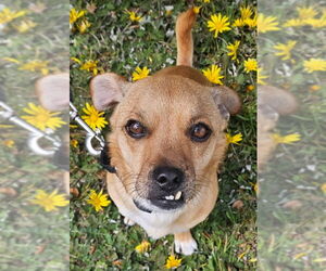 Puggle Dogs for adoption in San Francisco, CA, USA